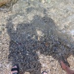 [슬기로운 여름나기] 왕복 500㎞ 오갔건만…수영복은 사치 이미지