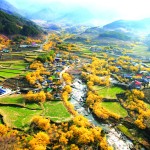 22일부터 구례 산수유꽃축제 이미지